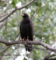 6S3A9822Common_Blackhawk