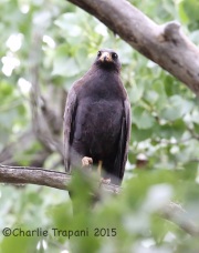6S3A9826Common_Blackhawk