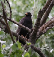 6S3A9840Common_Blackhawk