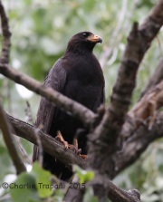 6S3A9844Common_Blackhawk