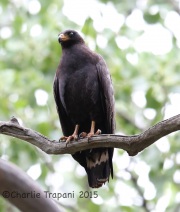 6S3A9848Common_Blackhawk