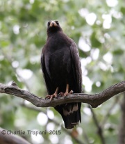 6S3A9864Common_Blackhawk