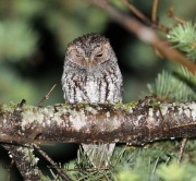 6S3A9941Flammulated_Owl