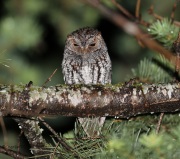 6S3A9946Flammulated_Owl_1