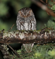 6S3A9951Flammulated_Owl