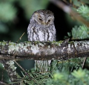 6S3A9955Flammulated_Owl