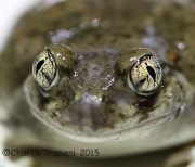 6S3A9985New_Mexico_Spadefoot_Toad