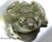 6S3A9991New_Mexico_Spadefoot_Toad