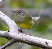 0J6A1492Connecticut_Warbler