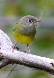 0J6A1495Connecticut_Warbler