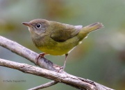 0J6A1504Connecticut_Warbler