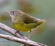 0J6A1506Connecticut_Warbler