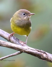 0J6A1510Connecticut_Warbler