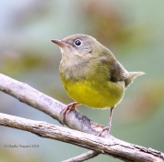 0J6A1516Connecticut_Warbler