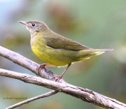 0J6A1518Connecticut_Warbler
