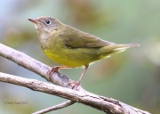 0J6A1519Connecticut_Warbler