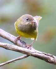 0J6A1521Connecticut_Warbler