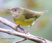 0J6A1525Connecticut_Warbler copy