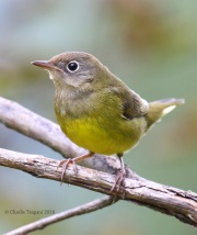 0J6A1531Connecticut_Warbler