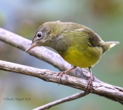 0J6A1533Connecticut_Warbler