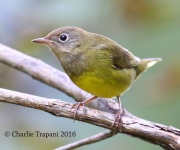 0J6A1535Connecticut_Warbler copy