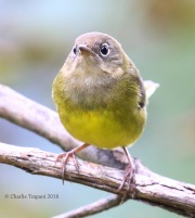 0J6A1538Connecticut_Warbler