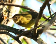 0J6A1575Connecticut_Warbler