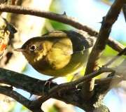 0J6A1577Connecticut_Warbler