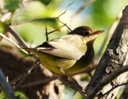0J6A1584Connecticut_Warbler