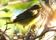 0J6A1586Connecticut_Warbler
