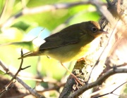 0J6A1590Connecticut_Warbler