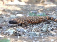 0J6A0046Gila_Monster