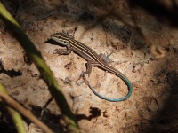 0J6A0056Desert_Grassland_Whiptail