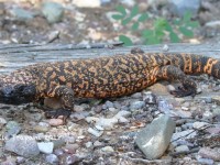 0J6A0056Gila_Monster