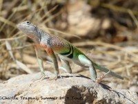 0J6A0313Earless_Lizard