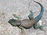 0J6A3095Yarrows_Spiny_Lizard