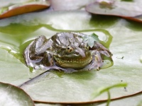 0J6A3245Chiricahua_Leopard_Frog