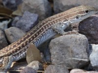 0J6A6938Whiptail_Lizard