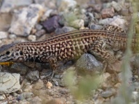 0J6A8292Tiger_Whiptail_Lizard