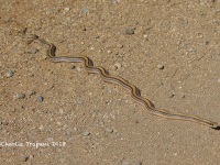 6S3A8940Western_Patchnose_Snake