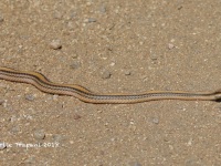 6S3A8941Western_Patchnose_Snake