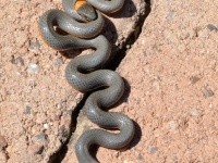 819A0019Ring-necked_Snake