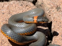 819A0021Ring-necked_Snake