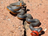 819A0022Ring-necked_Snake