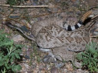 819A0040Western_Diamond-backed_Rattlesnake