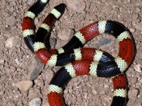 819A0048Sonoran_Coralsnake