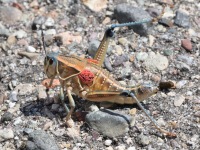 819A0050Lubber_Grasshopper