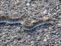 819A0052Gopher_Snake