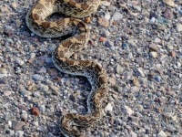 819A0053Gopher_Snake