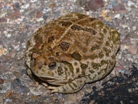 819A0055Woodhouses_Toad
